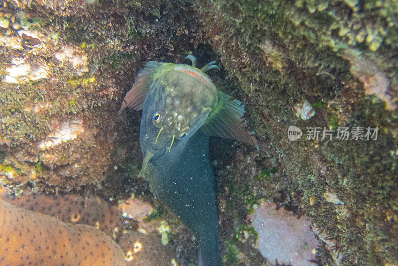 Molly Miller (Scartella cristata)在La Palma, Playa de Los canajos。